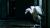 Video Art -  AINIMALS